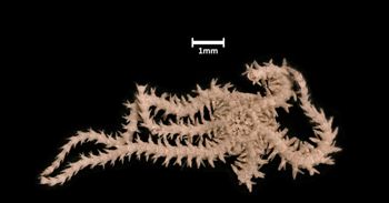 Media type: image;   Invertebrate Zoology OPH-1637 Aspect: ventral